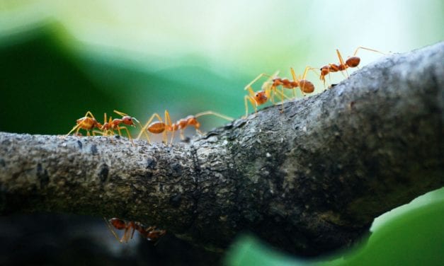 Spring Tip : Stop Ants with Presco Flagging Tape