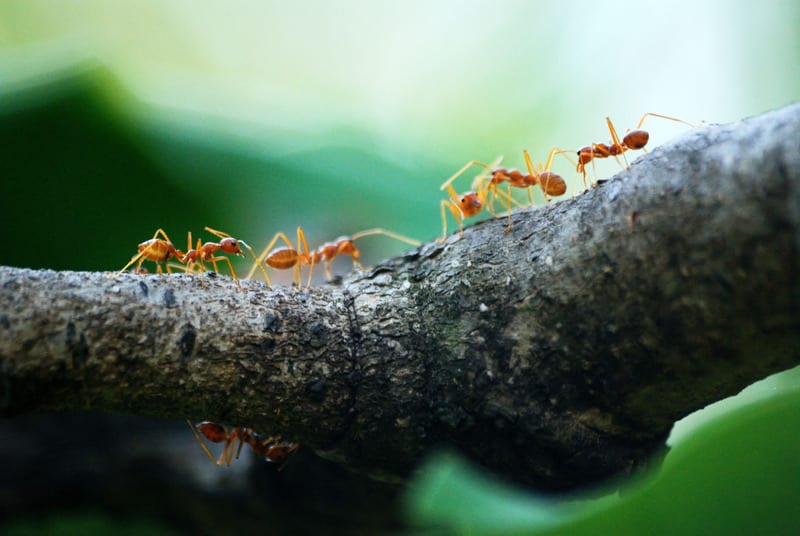 Spring Tip : Stop Ants with Presco Flagging Tape