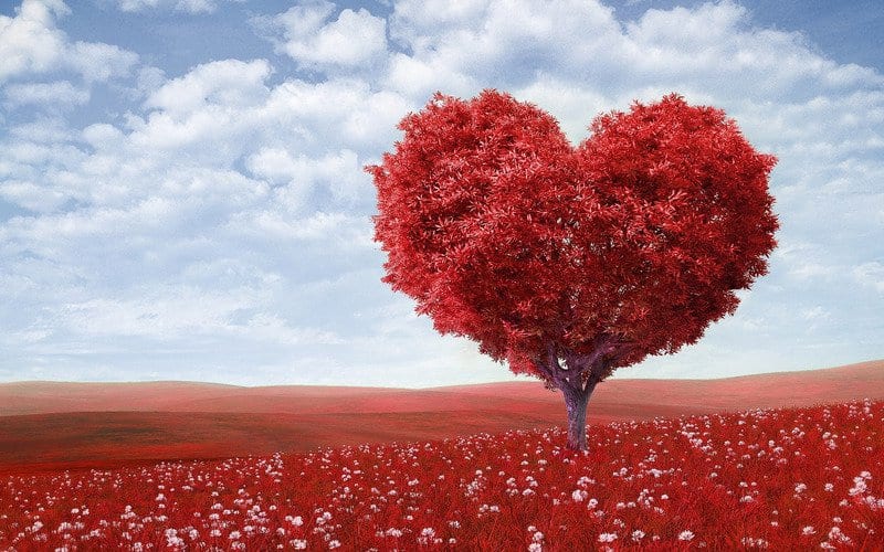 Ways to Show You Care on Love A Tree Day